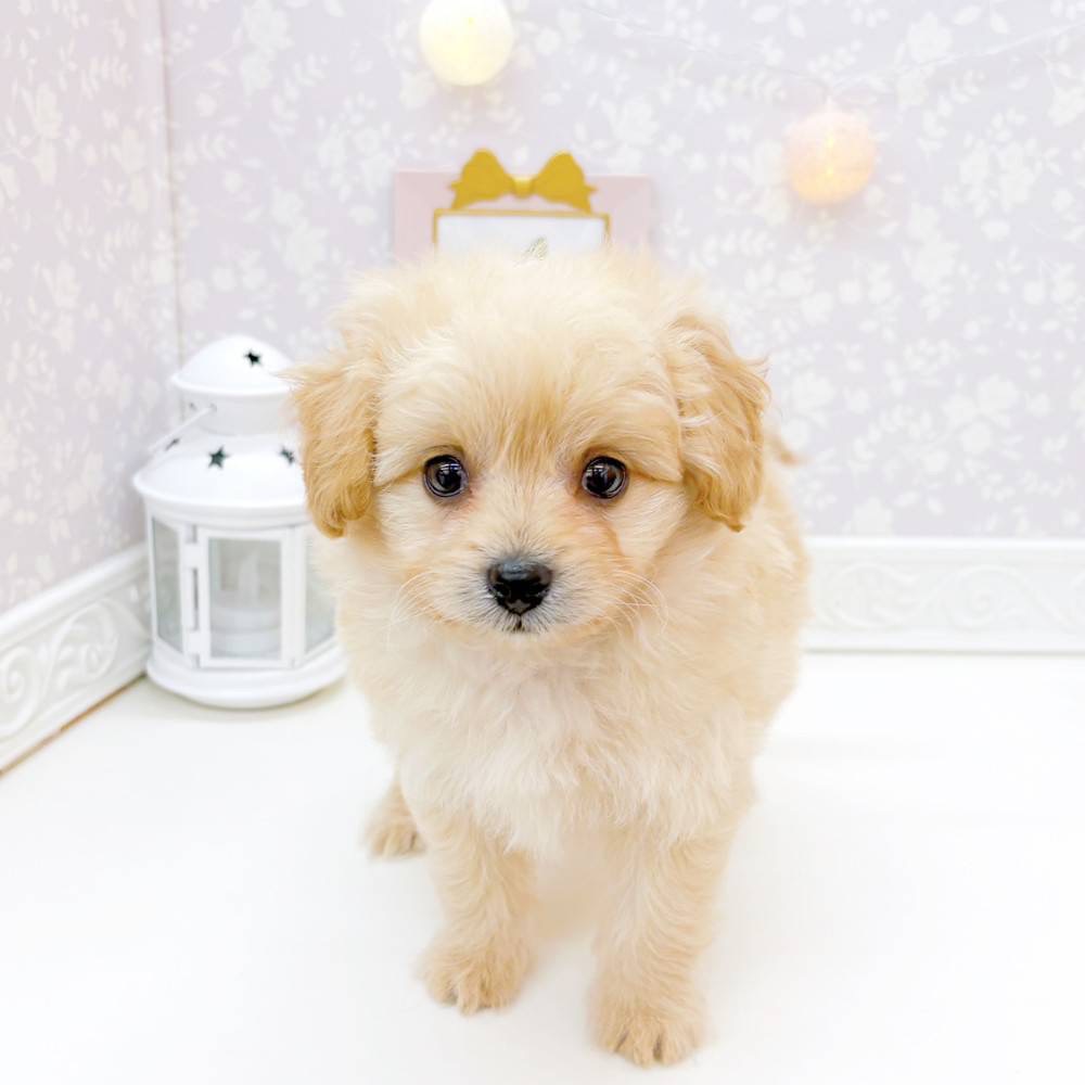 富山県のポメプー(ポメラニアン×プードル) (犬の家＆猫の里富山店/2026年4月1日生まれ/男の子/クリーム)の子犬の4枚目の画像