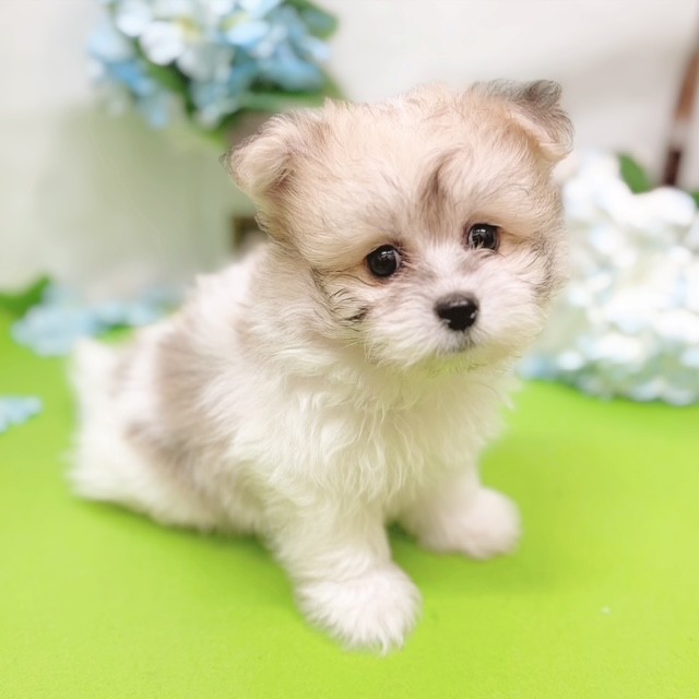 静岡県のハーフ犬・ミックス犬 (犬の家＆猫の里藤枝店/2026年4月7日生まれ/男の子/パーティーカラー)の子犬の4枚目の画像