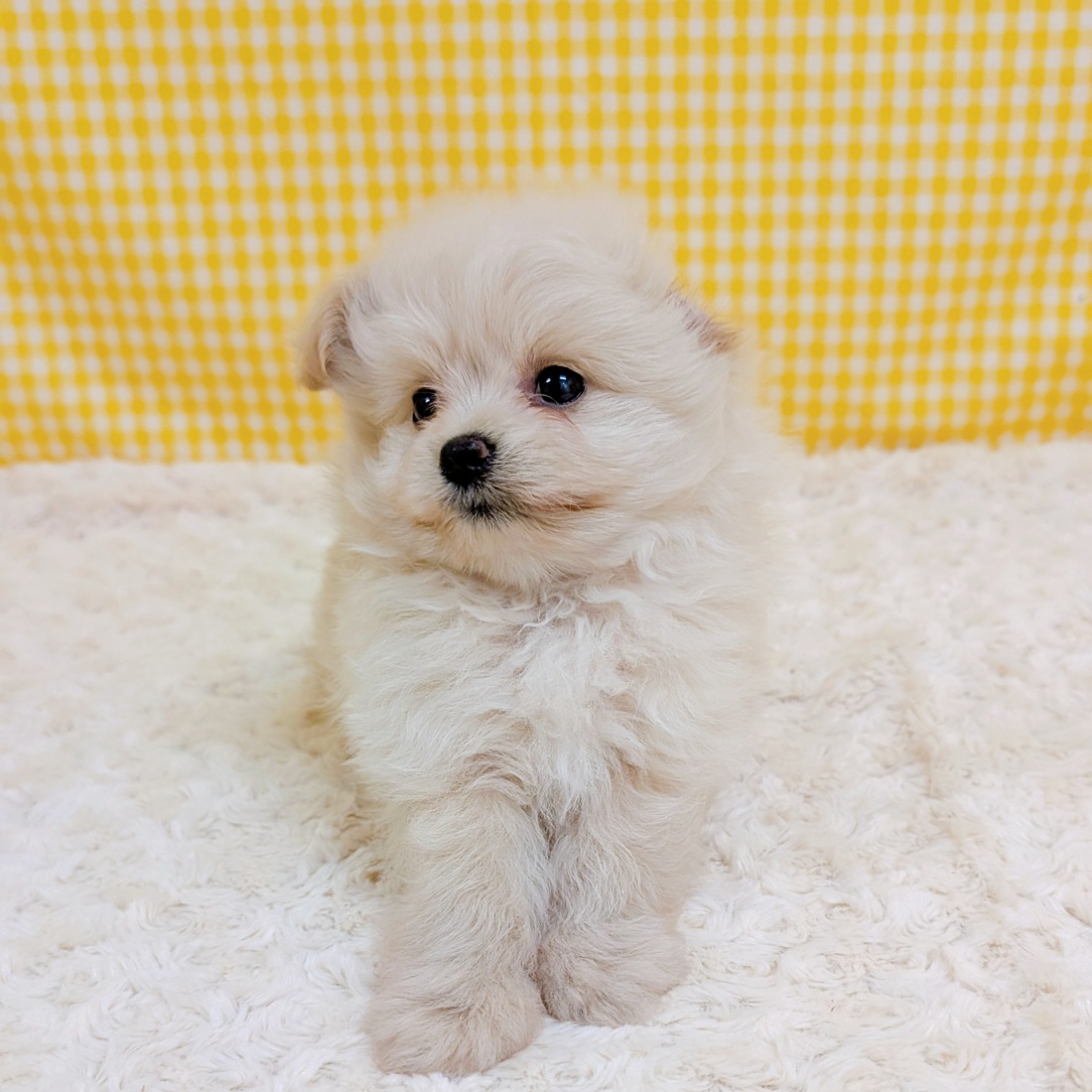愛知県のポメプー(ポメラニアン×プードル) (犬の家＆猫の里一宮店/2026年4月6日生まれ/男の子/クリーム)の子犬の4枚目の画像