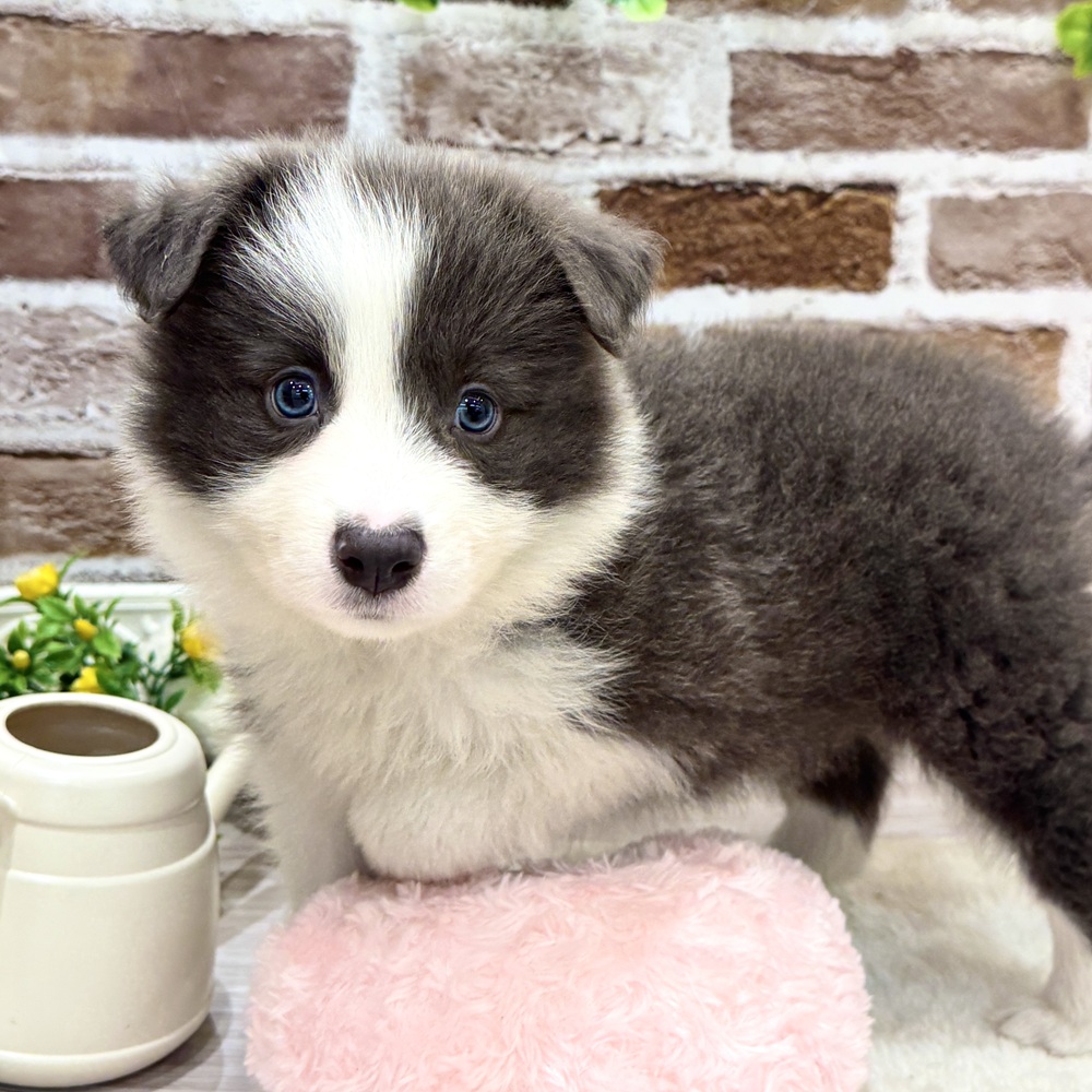 三重県のボーダーコリー (犬の家＆猫の里三重桑名店/2026年4月4日生まれ/男の子/ブルーホワイト)の子犬の1枚目の画像
