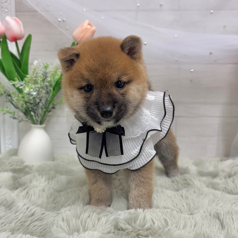 神奈川県の豆柴 (犬の家＆猫の里相模原店/2026年4月5日生まれ/男の子/赤)の子犬の4枚目の画像