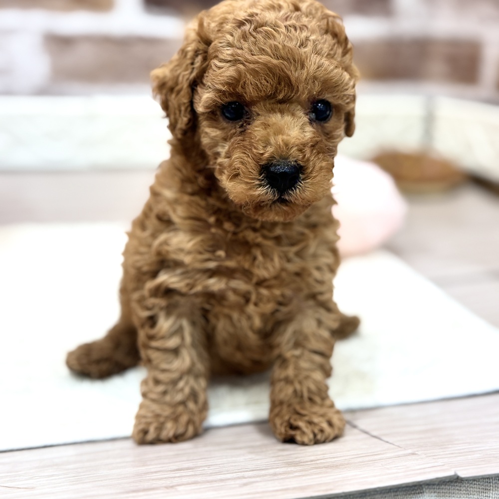 三重県のトイプードル(トイ) (犬の家＆猫の里三重桑名店/2026年4月7日生まれ/男の子/レッド)の子犬の4枚目の画像
