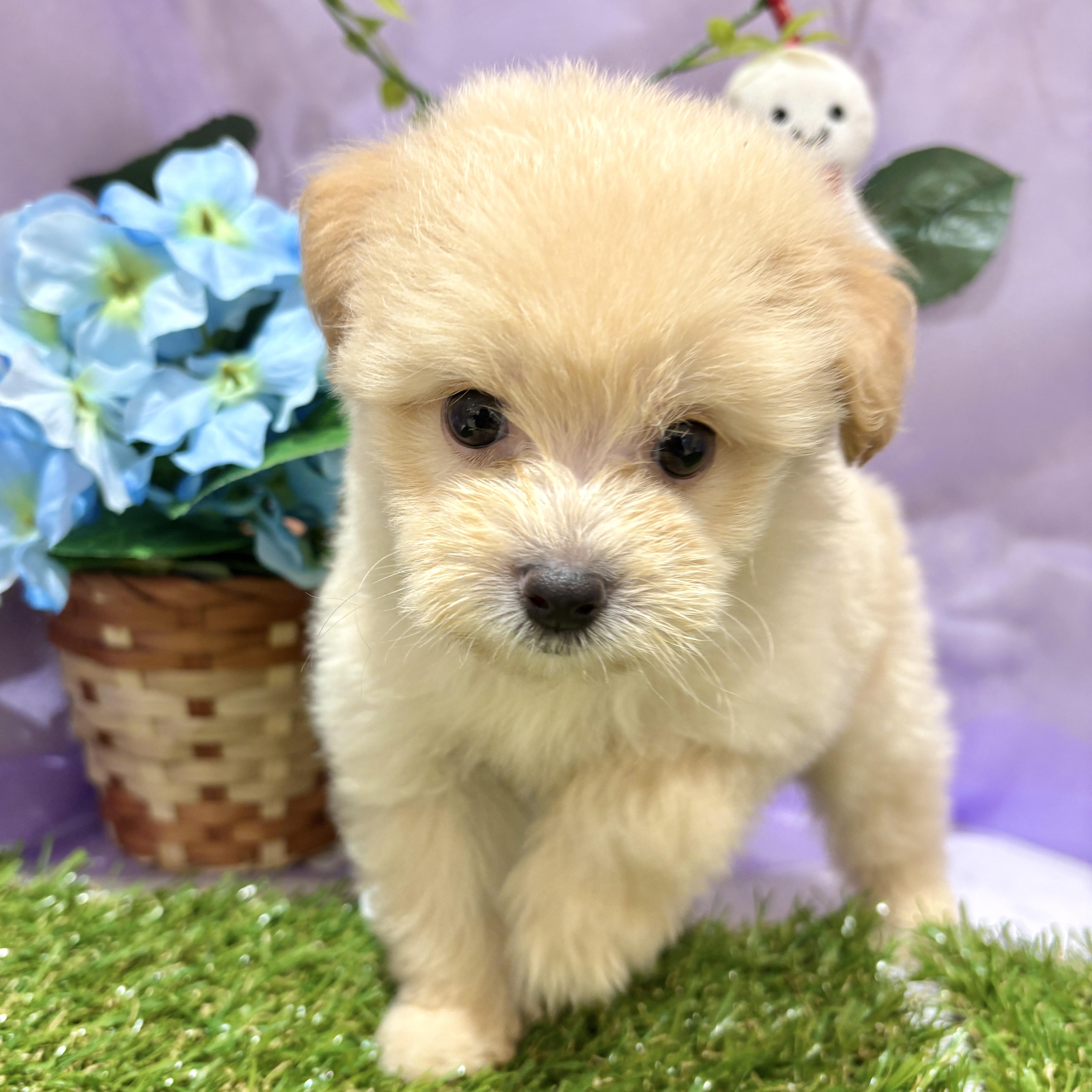 福岡県のポメプー(ポメラニアン×プードル) (犬の家＆猫の里くりえいと宗像店/2026年4月5日生まれ/男の子/クリーム)の子犬の4枚目の画像