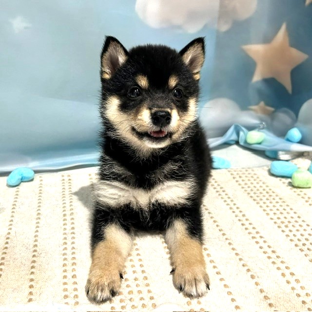 福岡県の豆柴 (犬の家＆猫の里トリアス久山店/2026年4月4日生まれ/女の子/黒)の子犬の4枚目の画像