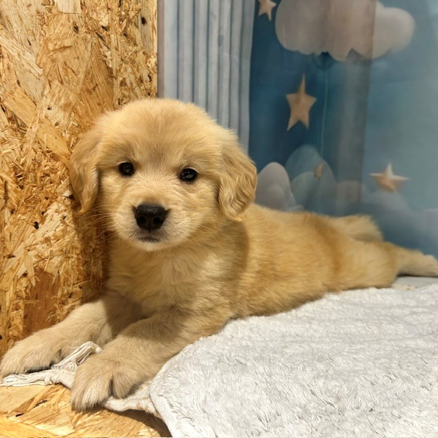 福岡県のゴールデンレトリバー (犬の家＆猫の里トリアス久山店/2026年4月7日生まれ/女の子/ゴールデン)の子犬の4枚目の画像