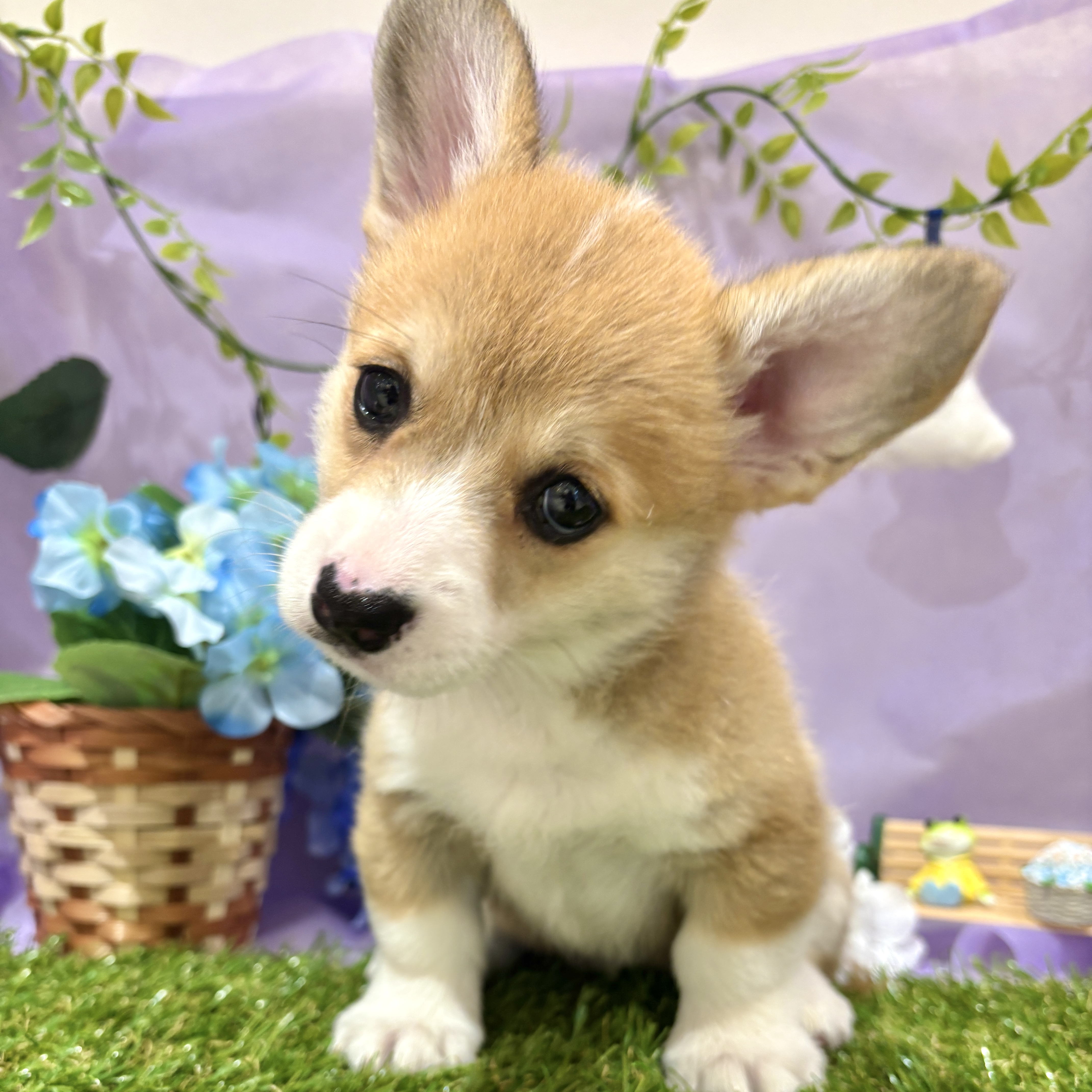 福岡県のウェルシュコーギーペンブローク (犬の家＆猫の里くりえいと宗像店/2026年4月5日生まれ/女の子/レッドホワイト)の子犬の4枚目の画像