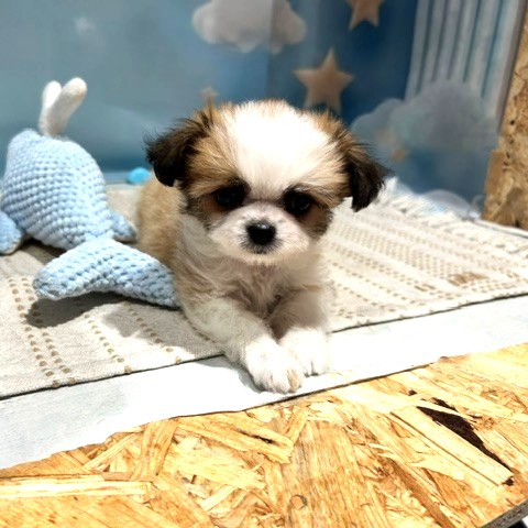 福岡県のチワズー/チワシーズ(チワワ×シーズー) (犬の家＆猫の里トリアス久山店/2026年4月4日生まれ/女の子/ホワイトゴールド)の子犬の4枚目の画像