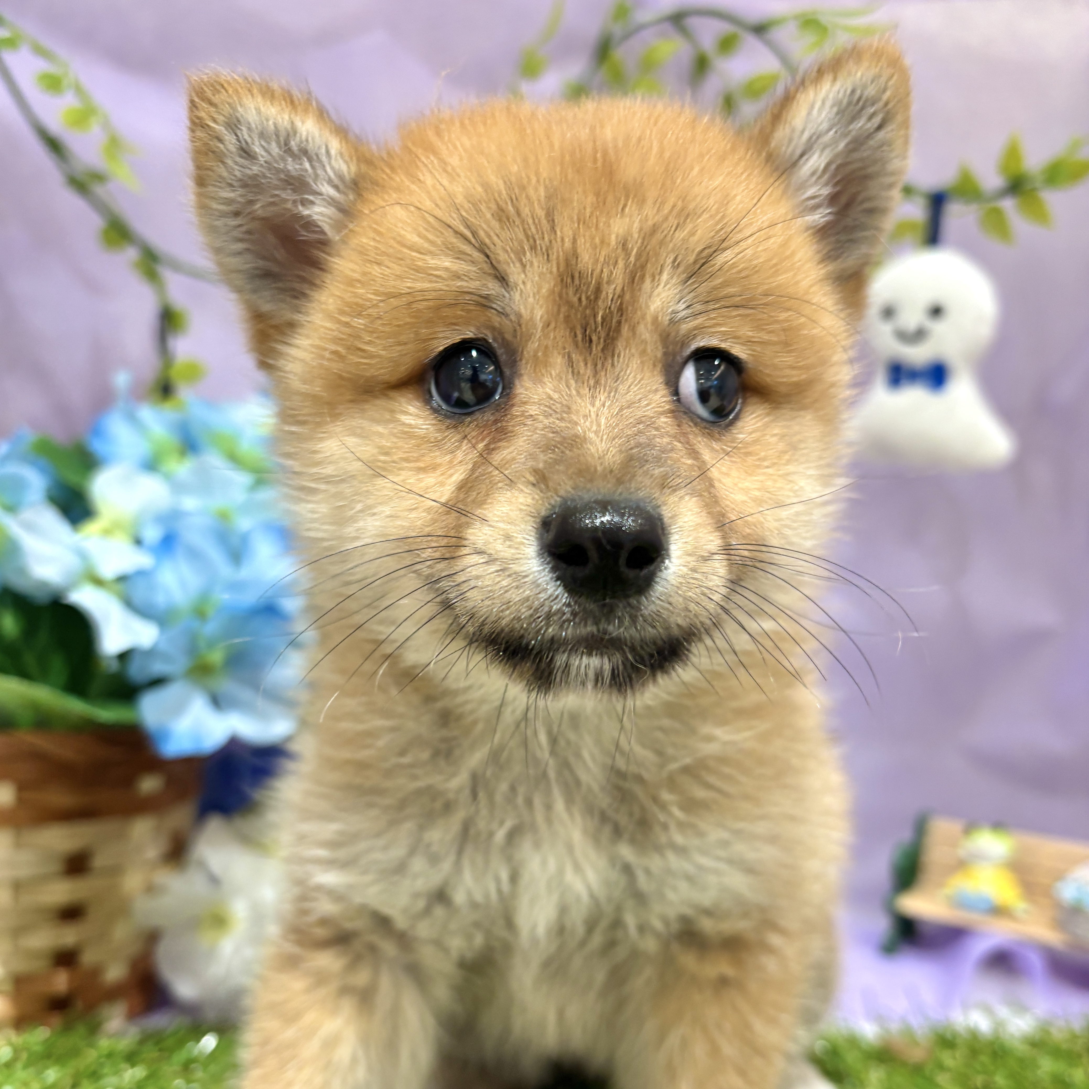福岡県のポメ柴/豆ポメ/ポメ豆柴(ポメラニアン×柴犬) (犬の家＆猫の里くりえいと宗像店/2026年4月3日生まれ/女の子/赤)の子犬の4枚目の画像