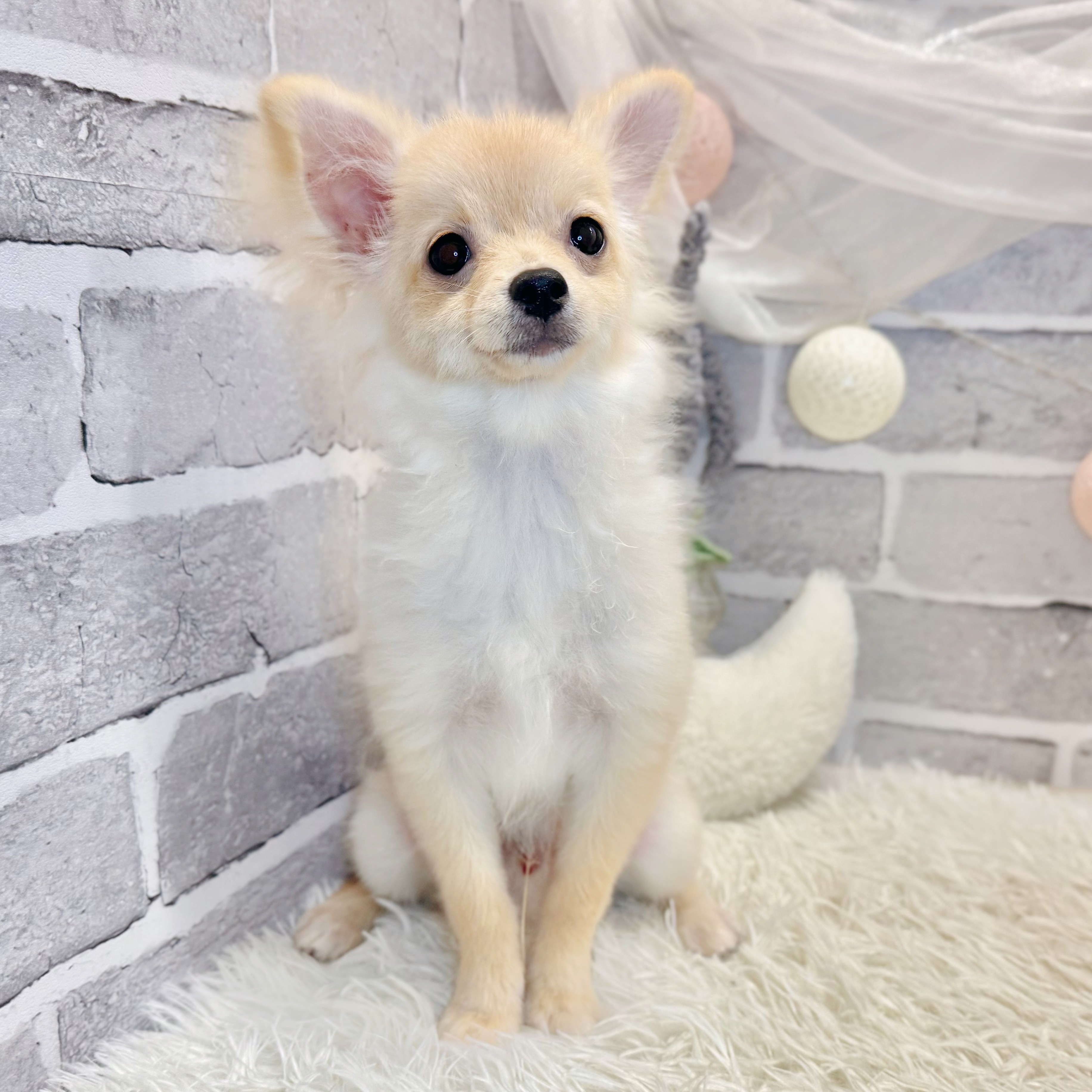 兵庫県のポメチワ/チワポメ/ポメチー(ポメラニアン×チワワ) (犬の家＆猫の里神戸店/2026年4月8日生まれ/男の子/クリーム)の子犬の4枚目の画像
