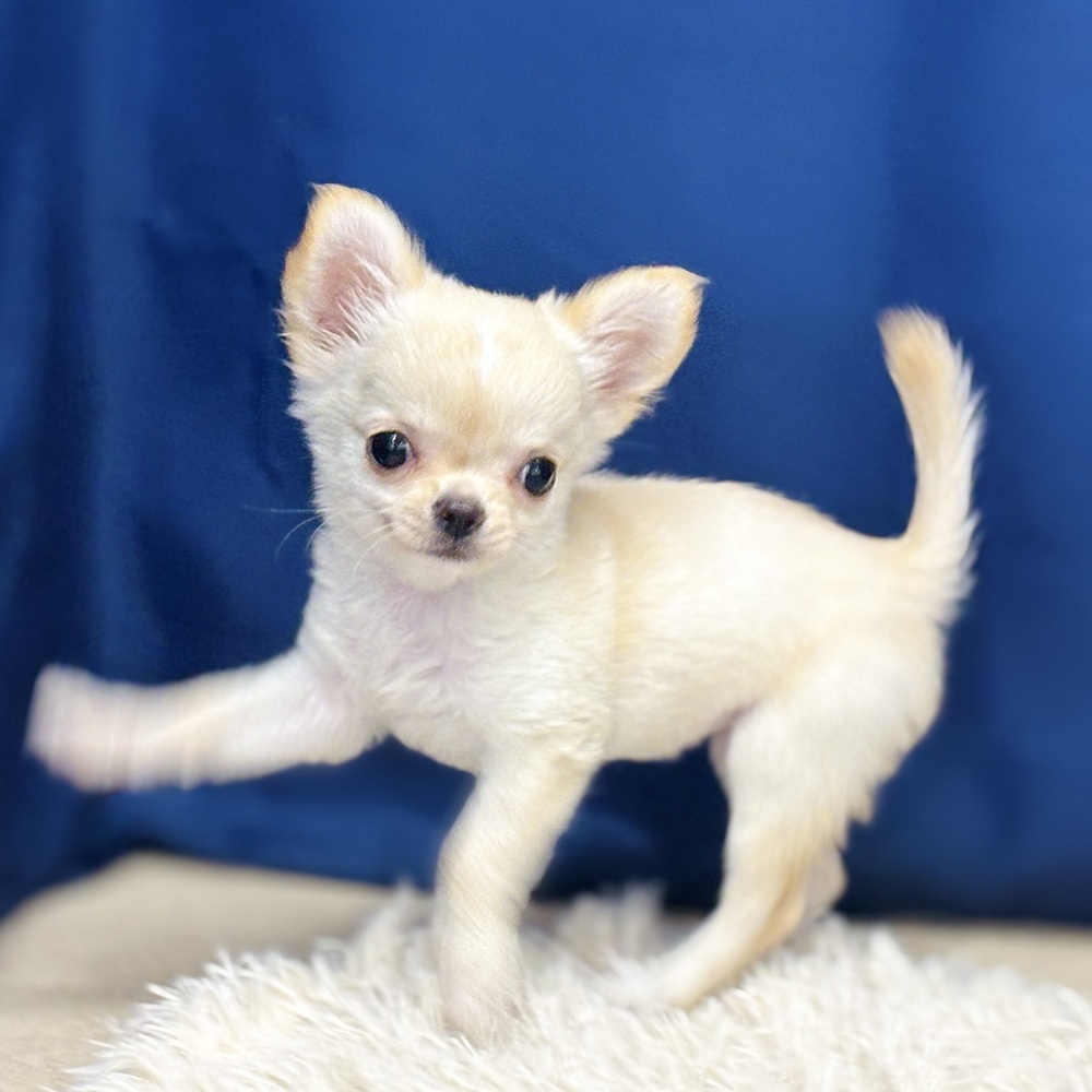 岐阜県のチワワ(ロング) (犬の家＆猫の里中津川店/2026年4月6日生まれ/女の子/クリームホワイト)の子犬の4枚目の画像