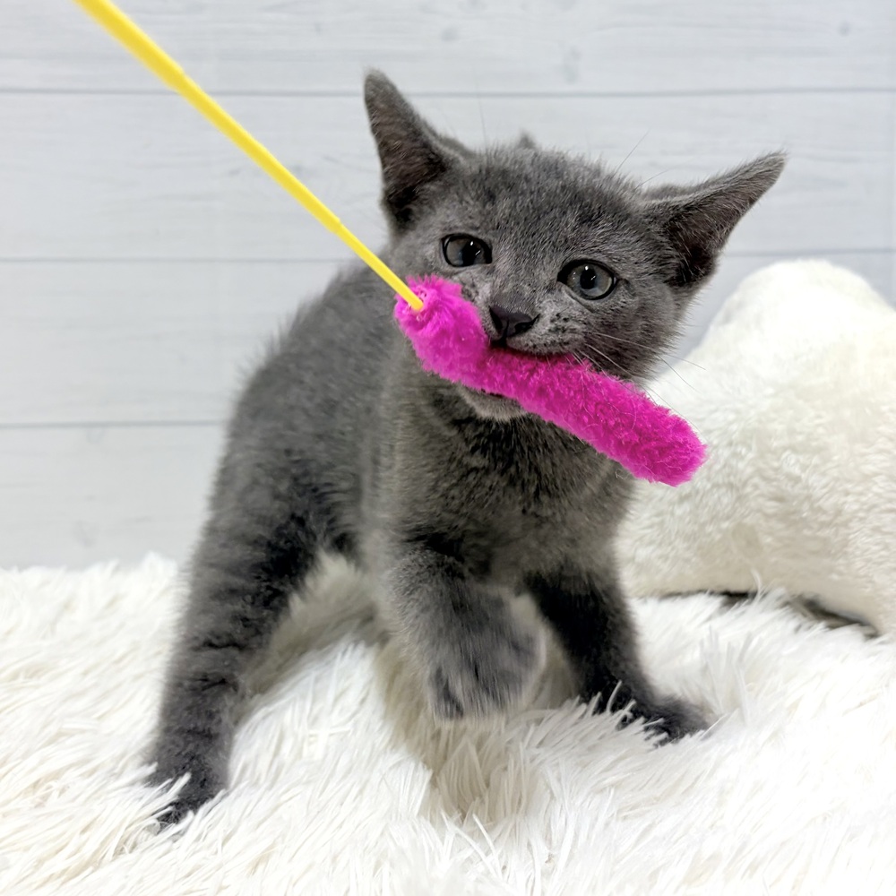 愛知県のロシアンブルー (犬の家＆猫の里豊田店/2026年4月5日生まれ/男の子/ブルー)の子猫の4枚目の画像