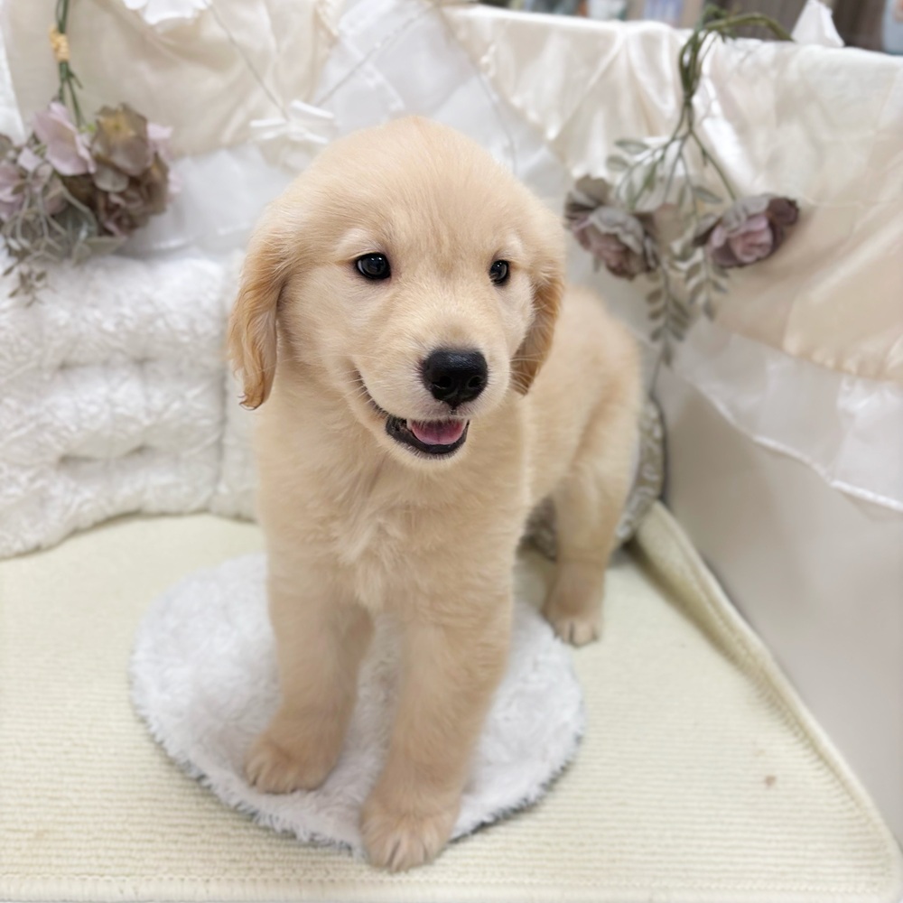 岐阜県のゴールデンレトリバー (犬の家＆猫の里カラフルタウン岐阜店/2026年4月8日生まれ/女の子/ゴールデン)の子犬の4枚目の画像