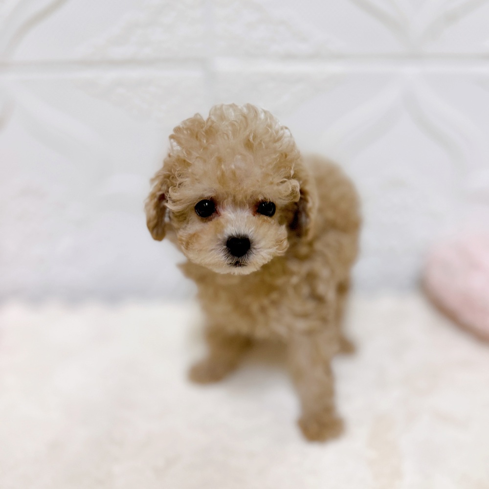 愛知県のトイプードル(タイニー) (犬の家＆猫の里岡崎店/2026年4月7日生まれ/男の子/ペールフォーン)の子犬の4枚目の画像