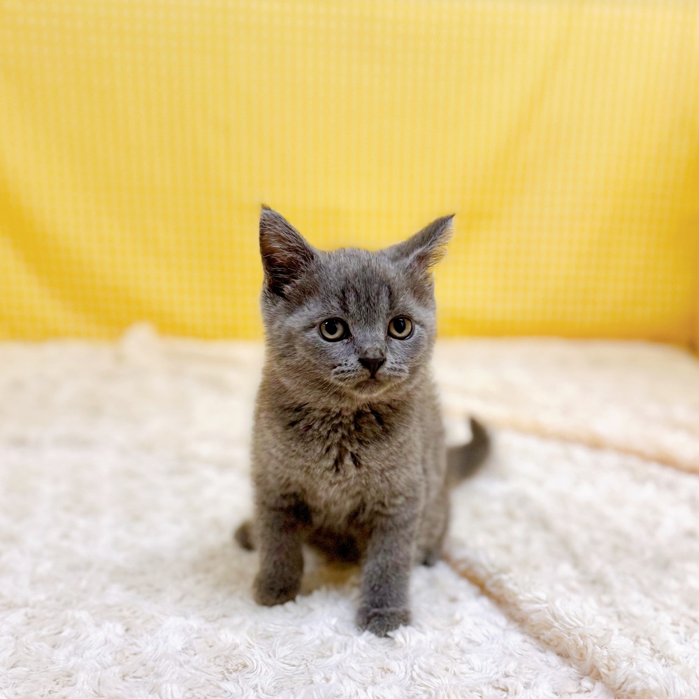 愛知県のブリティッシュショートヘアー (犬の家＆猫の里一宮店/2026年4月2日生まれ/男の子/ブルー)の子猫の4枚目の画像