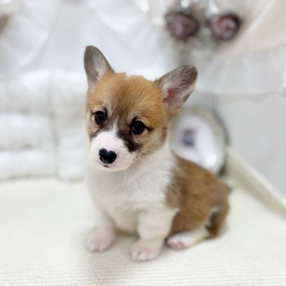 岐阜県のウェルシュコーギーペンブローク (犬の家＆猫の里カラフルタウン岐阜店/2026年4月6日生まれ/男の子/レッドホワイト)の子犬の4枚目の画像