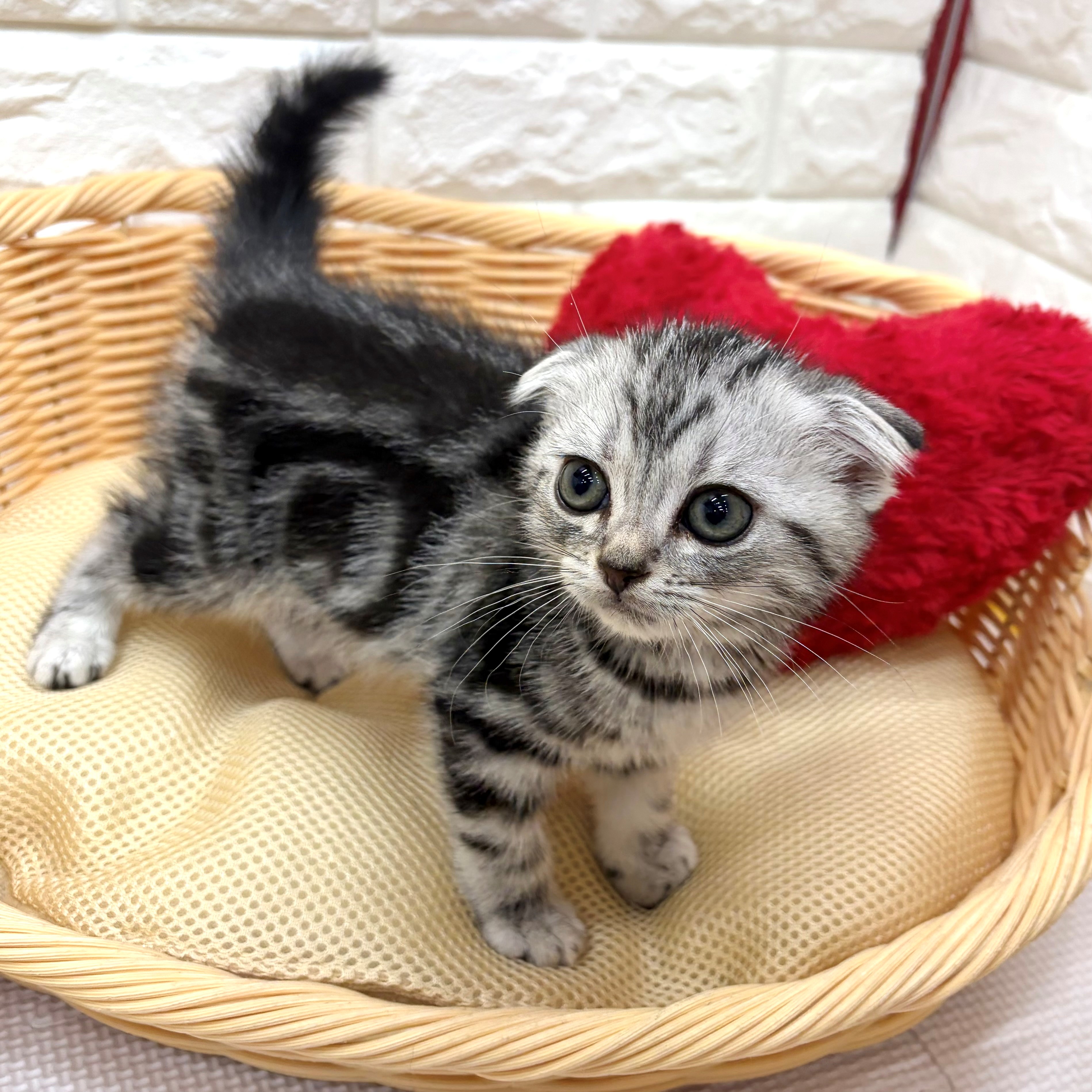 愛知県のスコティッシュフォールド (犬の家＆猫の里MEGAドン・キホーテ東海名和店/2026年4月6日生まれ/男の子/シルバータビー)の子猫の4枚目の画像