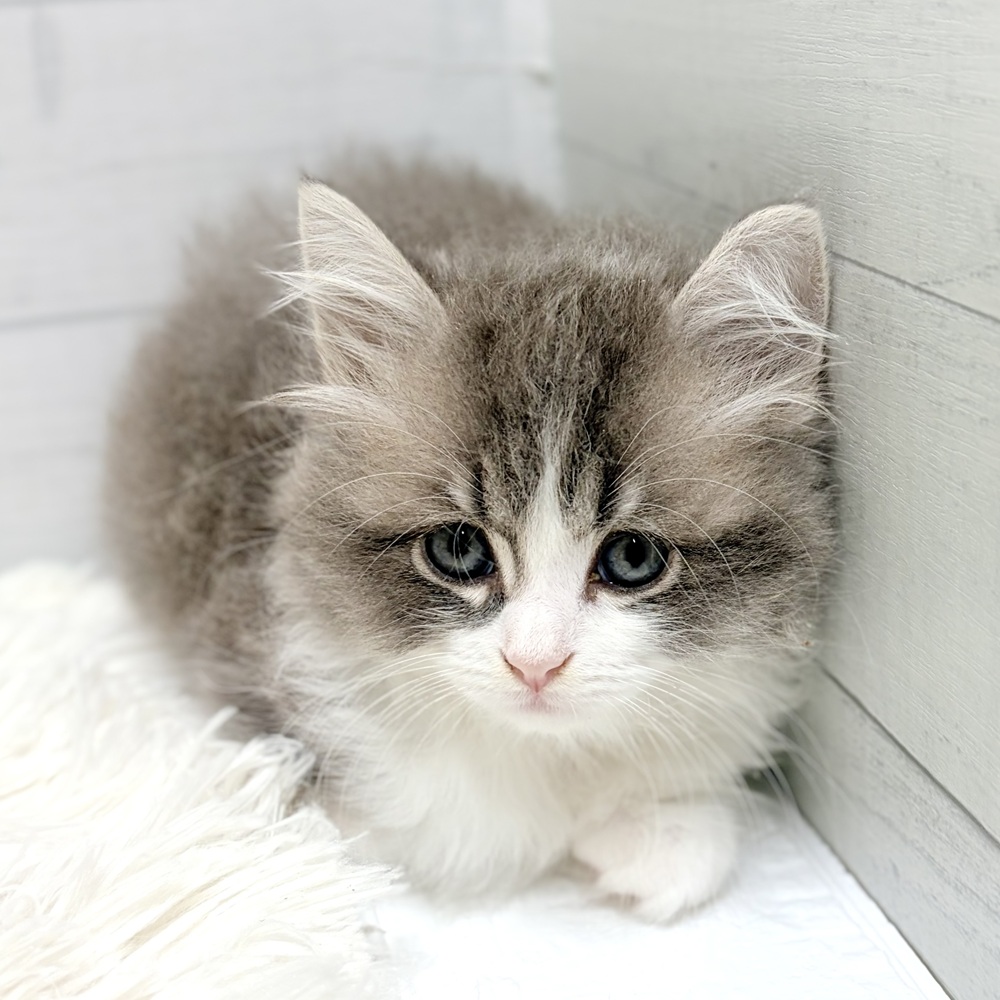 愛知県のラガマフィン (犬の家＆猫の里豊田店/2026年4月1日生まれ/男の子/ブルータビーホワイト)の子猫の4枚目の画像