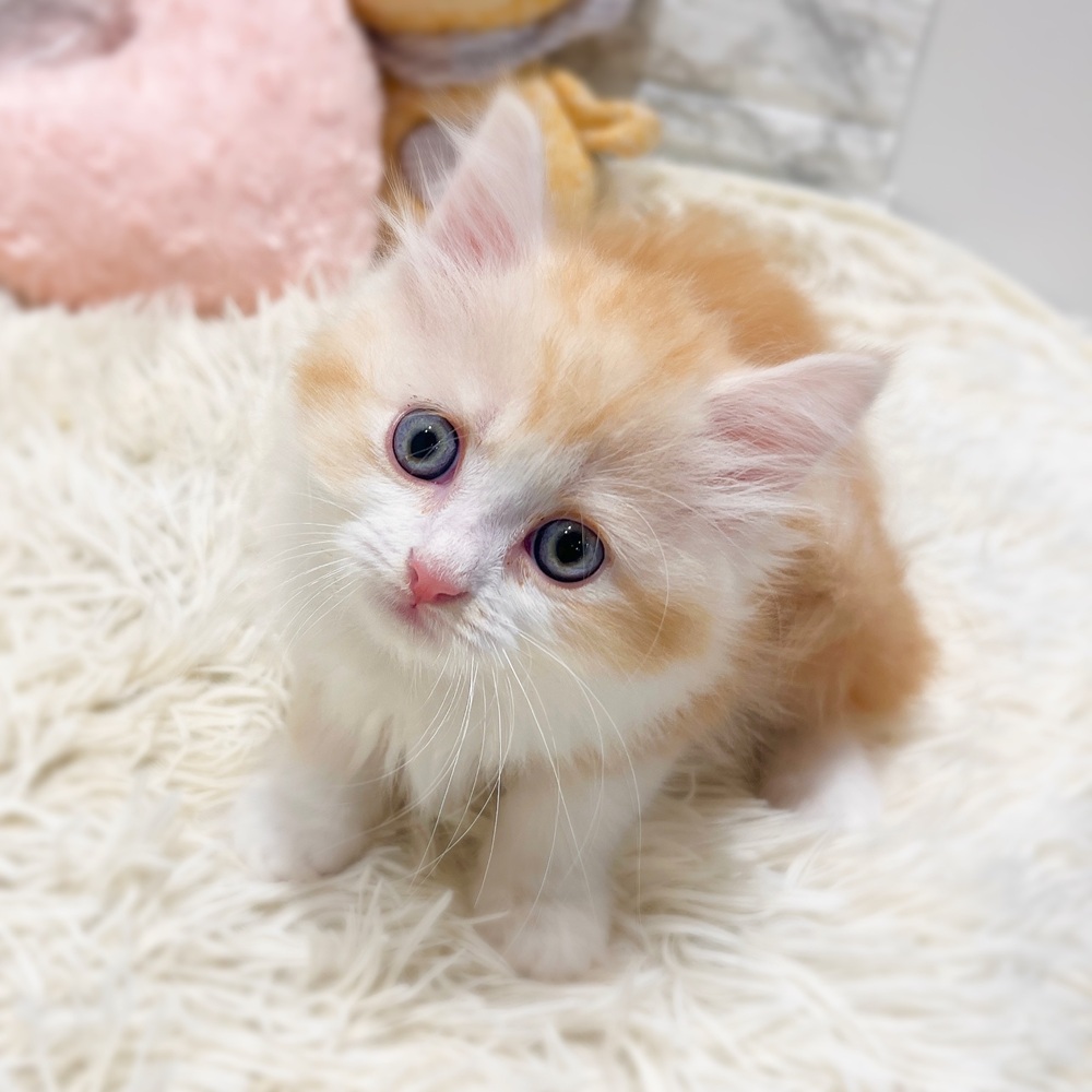 愛知県のラガマフィン (犬の家＆猫の里MiO香久山店/2026年4月1日生まれ/男の子/カメオタビーホワイト)の子猫の4枚目の画像