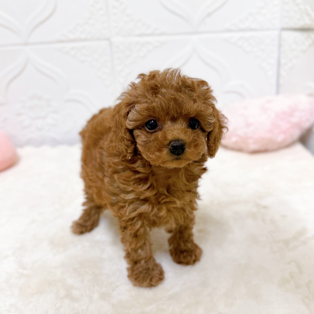 愛知県のトイプードル(トイ) (犬の家＆猫の里岡崎店/2026年4月8日生まれ/女の子/レッドフォーン)の子犬の4枚目の画像
