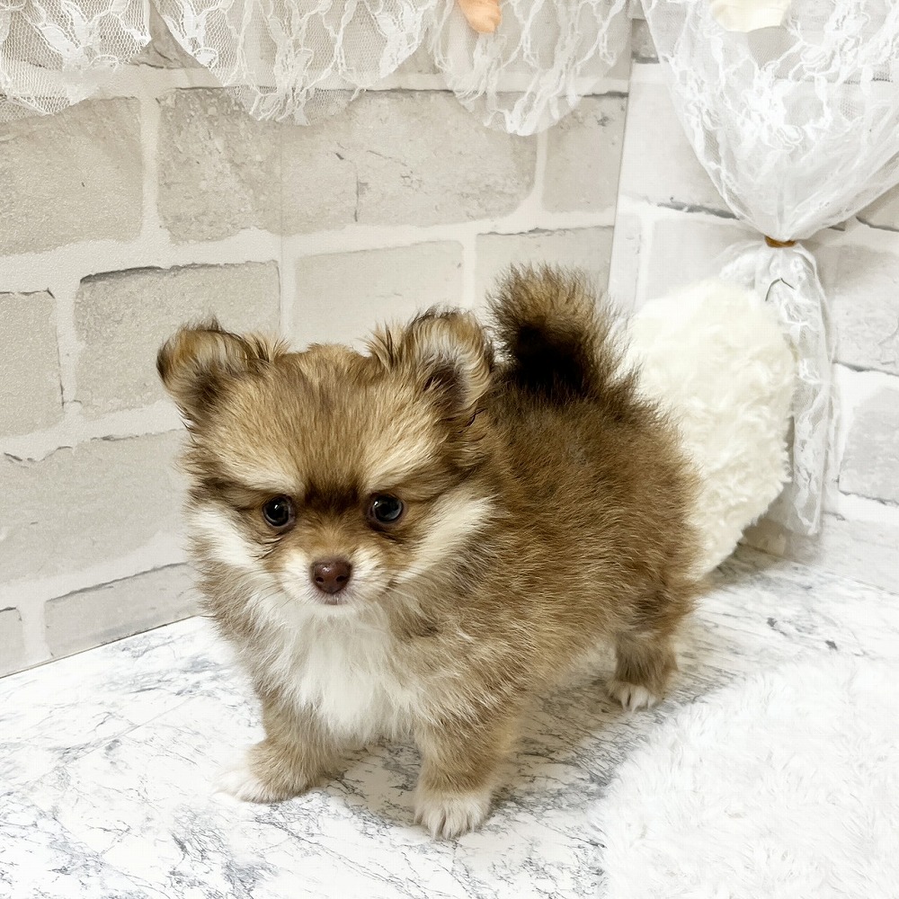 京都府のポメチワ/チワポメ/ポメチー(ポメラニアン×チワワ) (犬の家＆猫の里京都精華店/2026年4月7日生まれ/女の子/レッド)の子犬の4枚目の画像