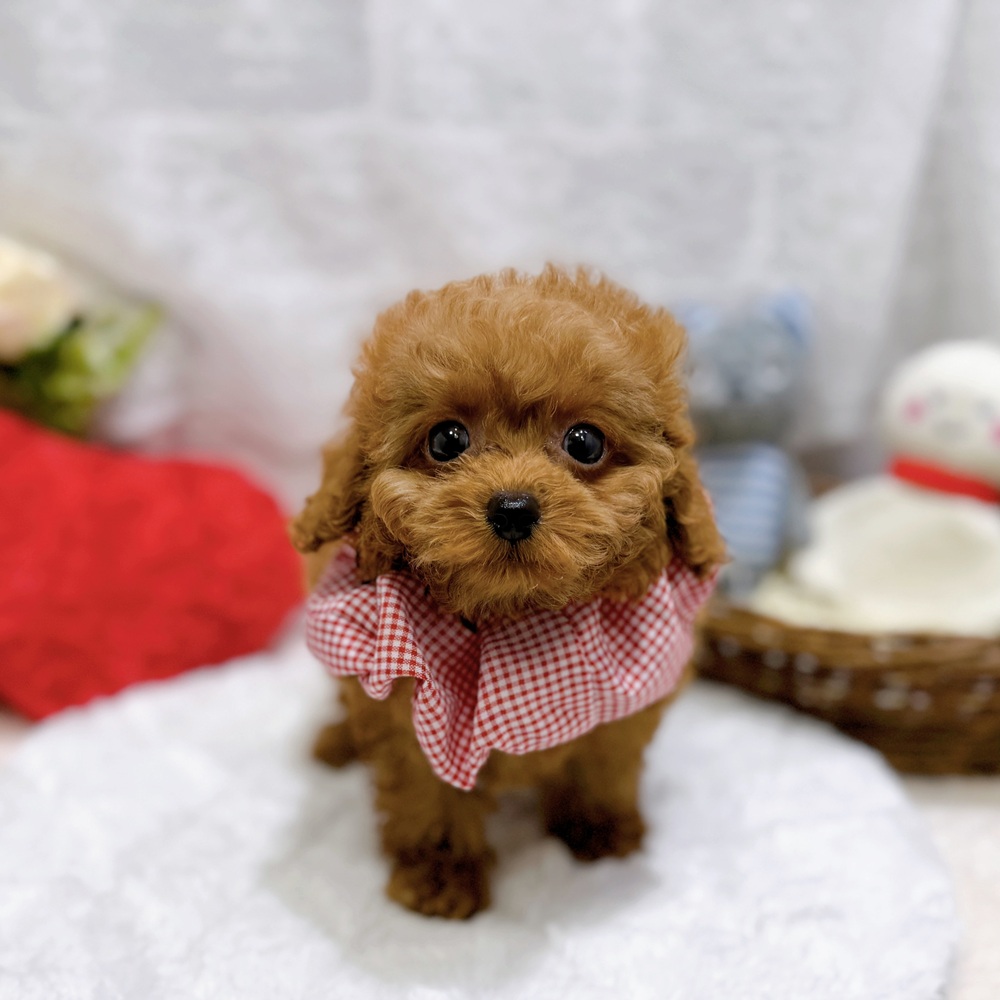 滋賀県のトイプードル(トイ) (犬の家＆猫の里長浜店/2026年4月3日生まれ/女の子/レッドフォーン)の子犬の4枚目の画像