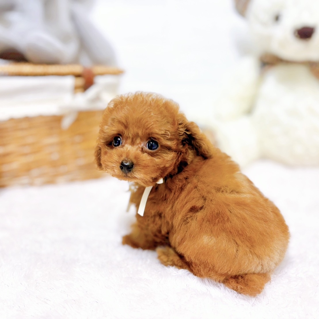 滋賀県のトイプードル(ティーカップ) (犬の家＆猫の里近江八幡店/2026年4月8日生まれ/女の子/レッドフォーン)の子犬の4枚目の画像