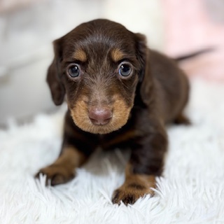 兵庫県のミニチュアダックスフンド(ロング) (犬の家＆猫の里カナート西神戸店/2026年4月8日生まれ/女の子/ブラウンタン)の子犬の1枚目の画像