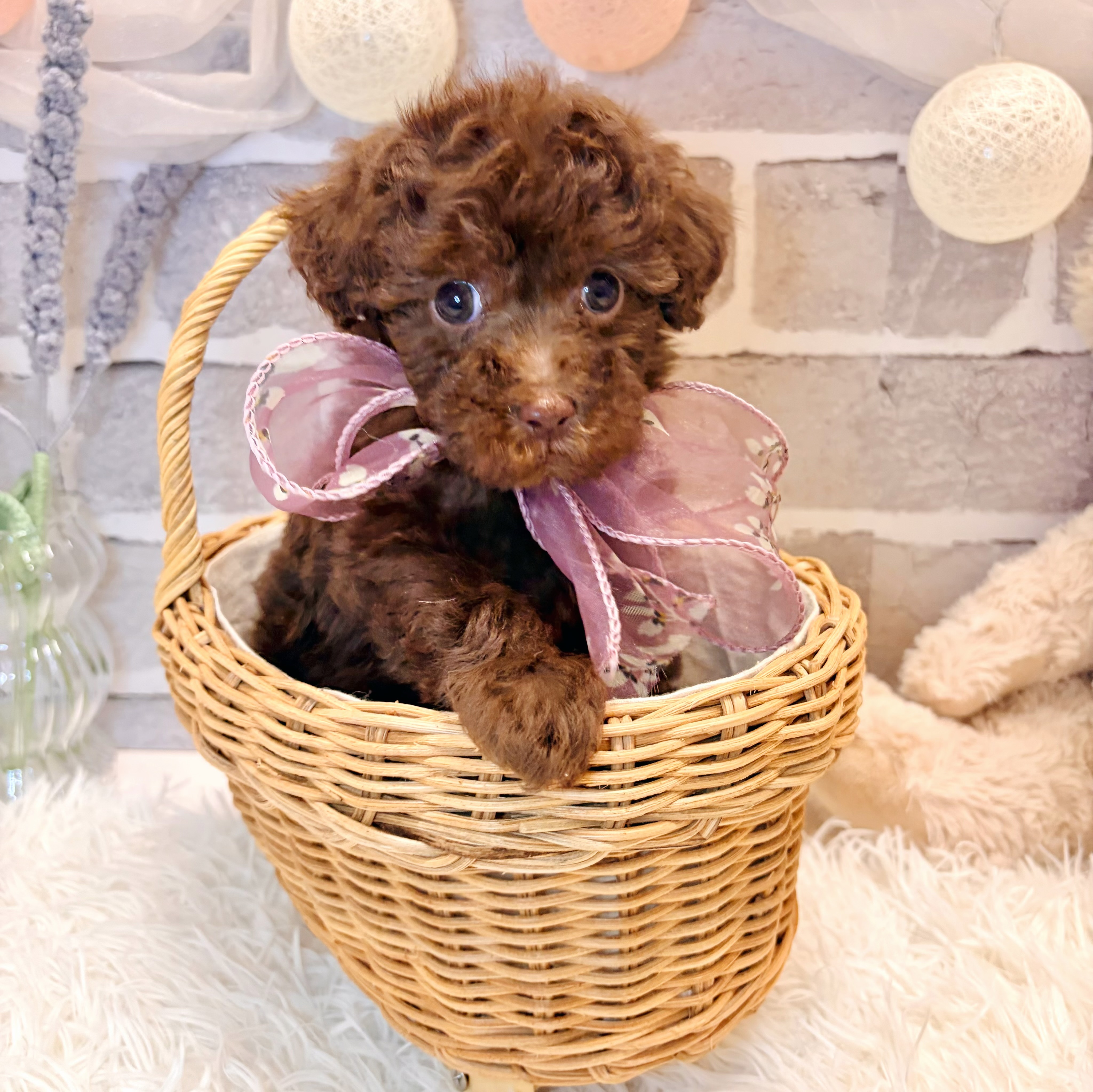 兵庫県のトイプードル(トイ) (犬の家＆猫の里神戸店/2026年4月8日生まれ/女の子/ブラウン)の子犬の4枚目の画像