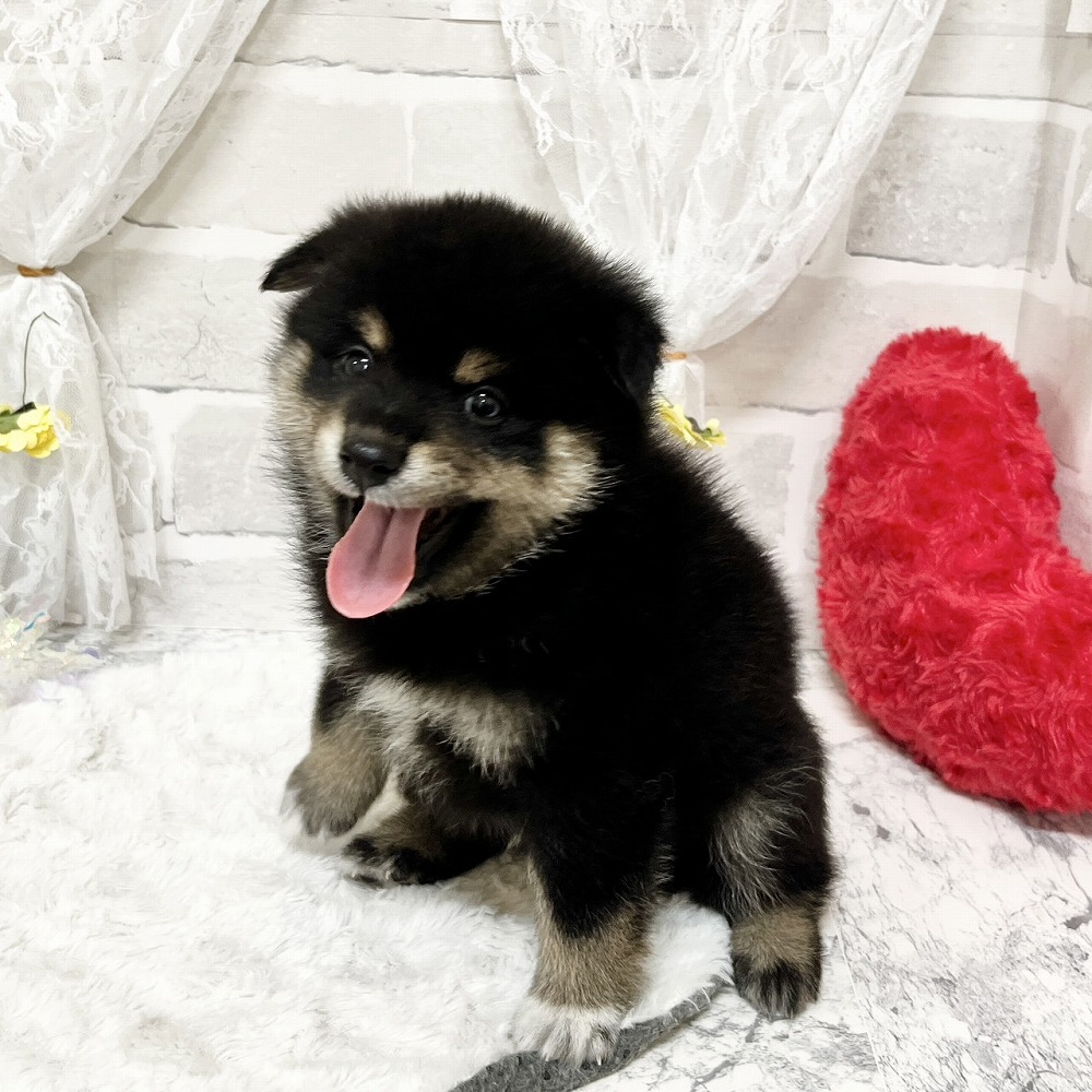 京都府のポメ柴/豆ポメ/ポメ豆柴(ポメラニアン×柴犬) (犬の家＆猫の里京都精華店/2026年4月9日生まれ/男の子/ブラックタン)の子犬の4枚目の画像
