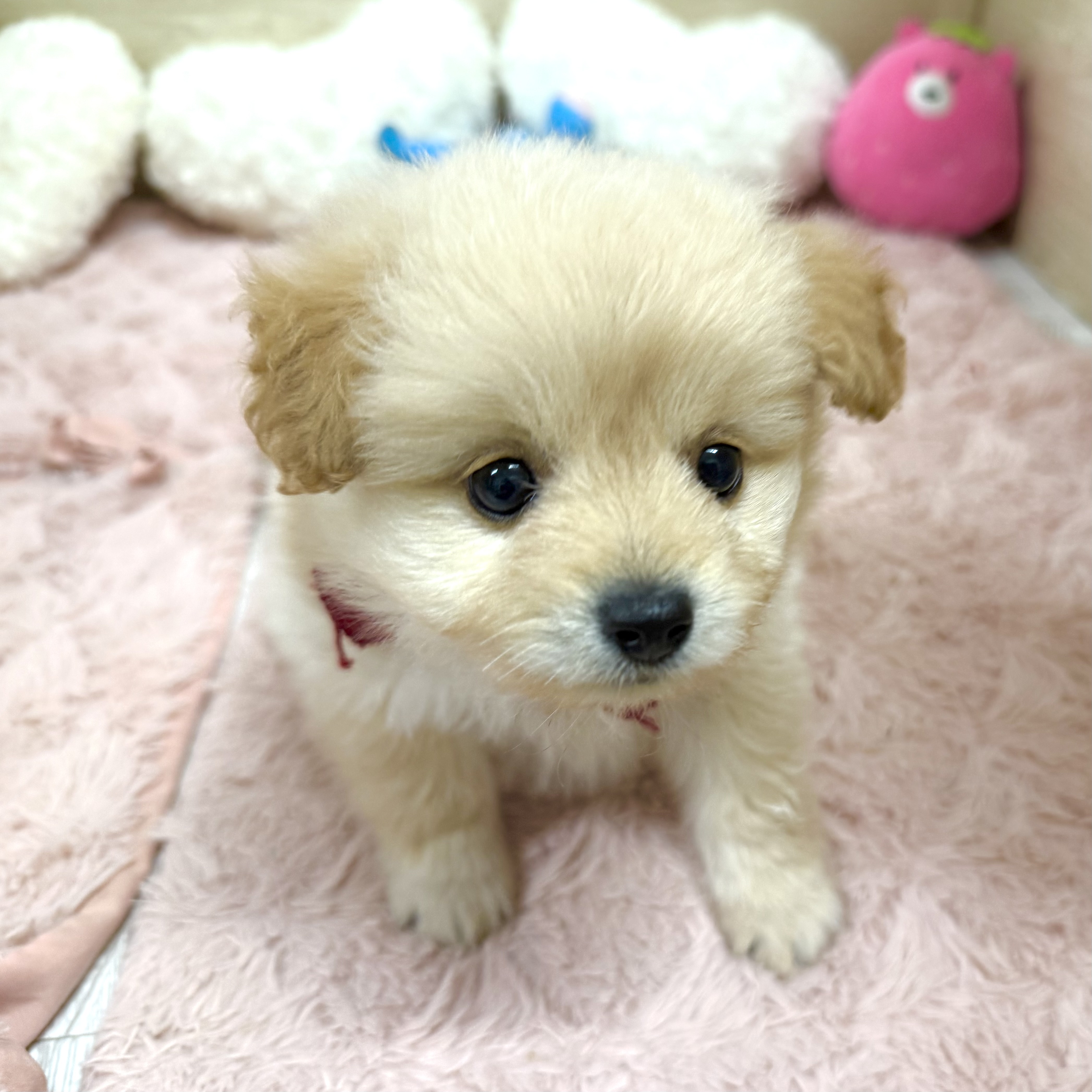 大阪府のポメプー(ポメラニアン×プードル) (犬の家＆猫の里そよら東岸和田店/2026年4月3日生まれ/女の子/クリーム)の子犬の4枚目の画像
