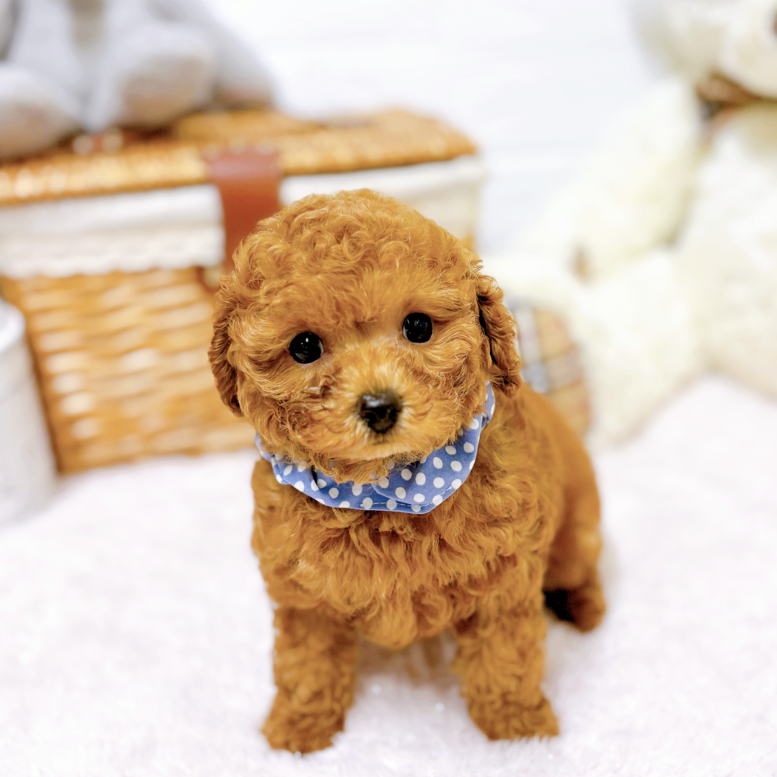 滋賀県のトイプードル(トイ) (犬の家＆猫の里近江八幡店/2026年4月7日生まれ/男の子/レッドフォーン)の子犬の4枚目の画像