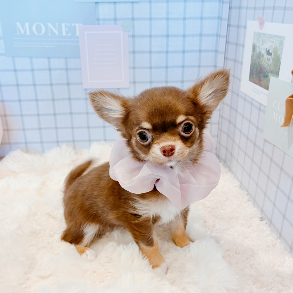 福井県のチワワ(ロング) (犬の家＆猫の里福井店/2026年4月4日生まれ/女の子/チョコレートタンホワイト)の子犬の4枚目の画像