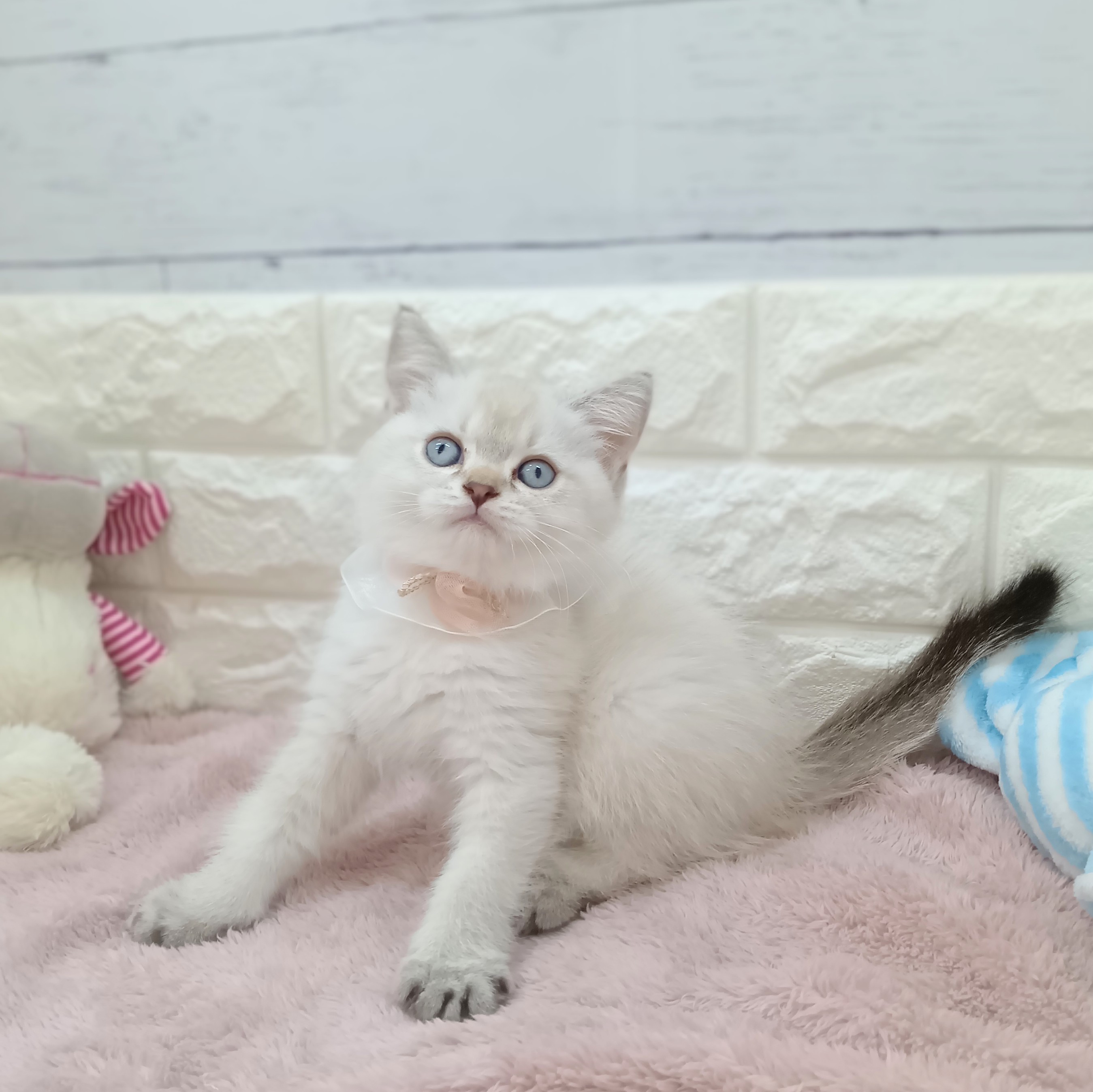 静岡県のブリティッシュショートヘアー (犬の家＆猫の里アミーゴ浜松和田店/2026年4月9日生まれ/女の子/シェーデットシルバー)の子猫の4枚目の画像