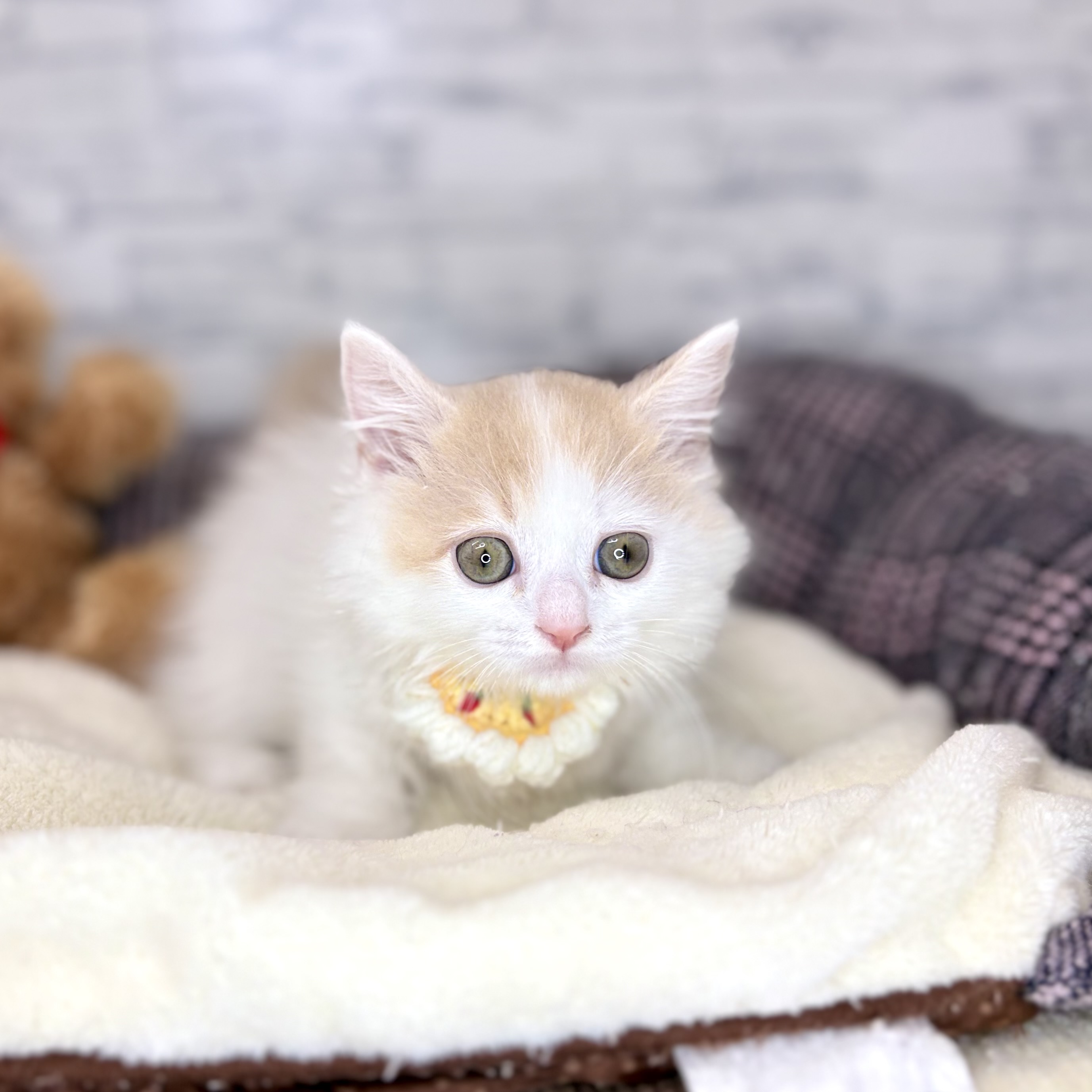 長野県のマンチカン (犬の家＆猫の里長野店/2026年4月2日生まれ/女の子/クリームタビーホワイト)の子猫の4枚目の画像