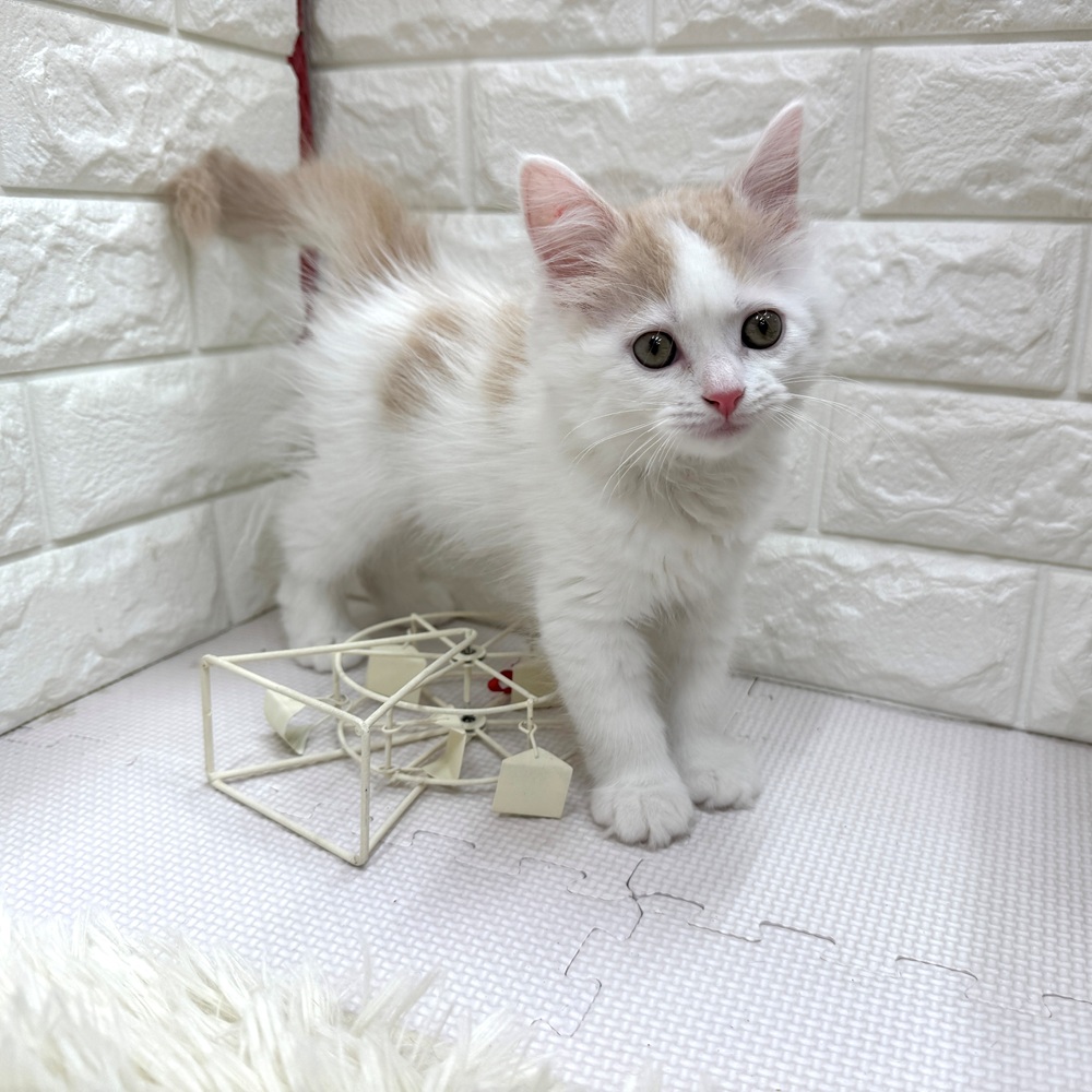 愛知県のマンチカン (犬の家＆猫の里MEGAドン・キホーテ東海名和店/2026年4月2日生まれ/男の子/クリームタビーホワイト)の子猫の1枚目の画像