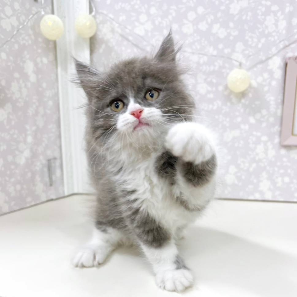 富山県のマンチカン (犬の家＆猫の里アミーゴ高岡蓮花寺店/2026年4月9日生まれ/男の子/ブルータビーホワイト)の子猫の4枚目の画像