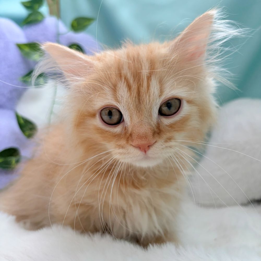 愛知県のマンチカン (犬の家＆猫の里愛知刈谷店/2026年4月4日生まれ/男の子/レッドタビー)の子猫の4枚目の画像