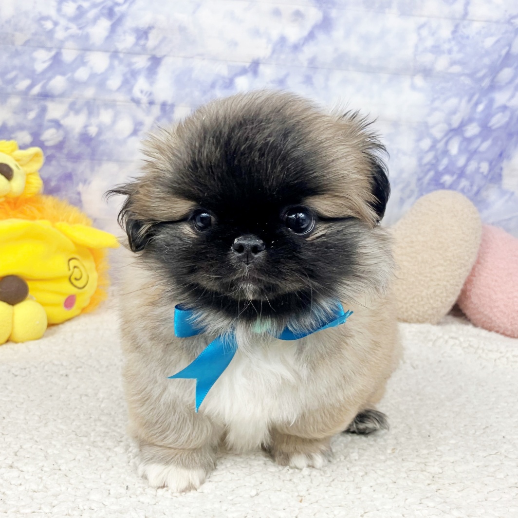 兵庫県のペキニーズ (犬の家＆猫の里川西店/2026年4月9日生まれ/男の子/フォーン)の子犬の4枚目の画像