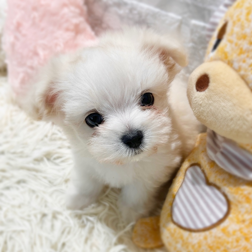 愛知県のチワマル/マルチワ(チワワ×マルチーズ) (犬の家＆猫の里MiO香久山店/2026年4月10日生まれ/男の子/ホワイト)の子犬の4枚目の画像