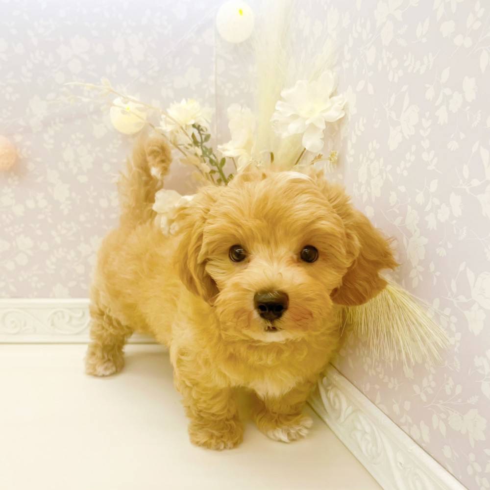 富山県のマルプー(マルチーズ×プードル) (犬の家＆猫の里富山店/2026年4月6日生まれ/男の子/アプリコットホワイト)の子犬の4枚目の画像