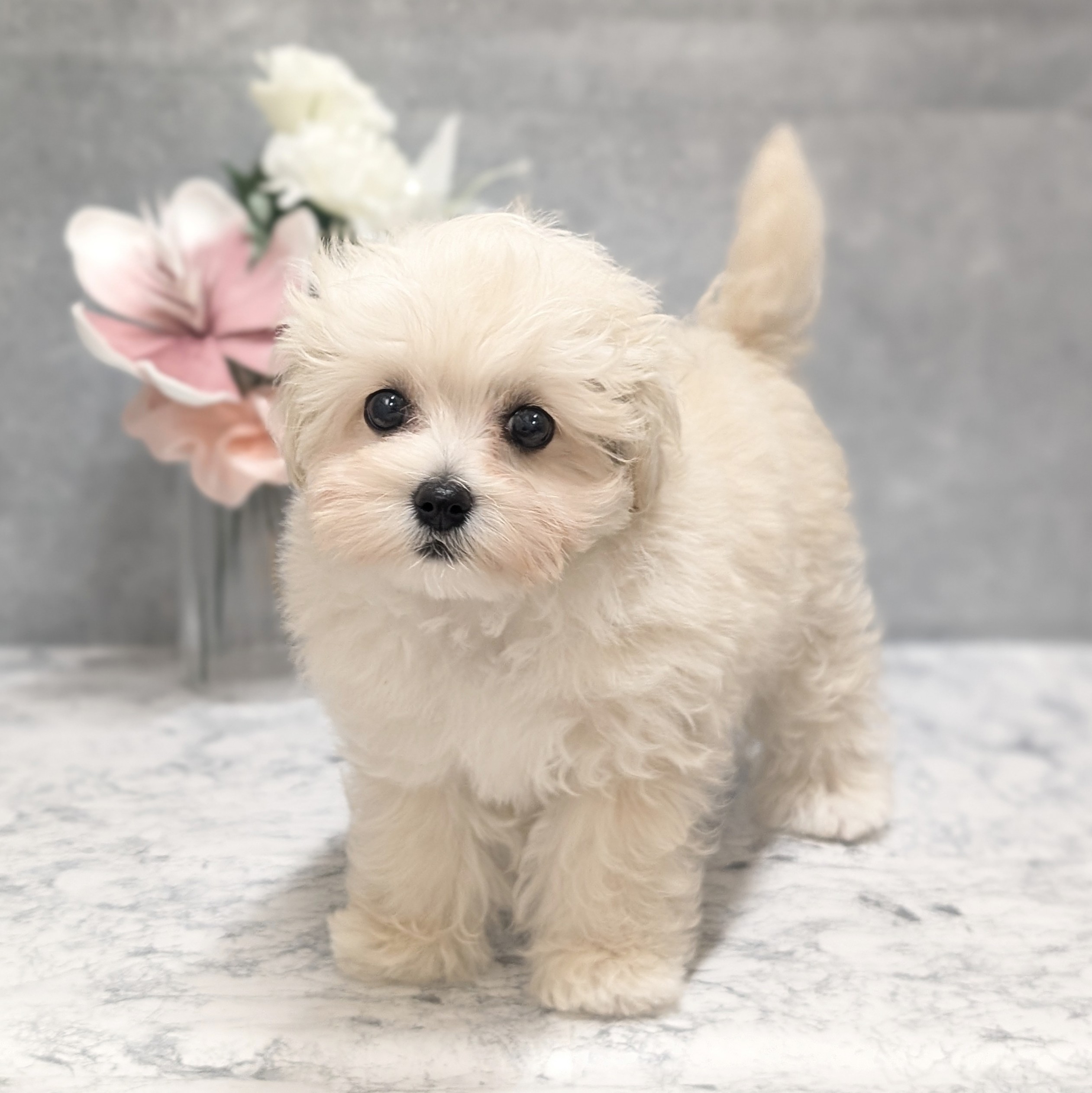 ハーフ犬女の子の写真