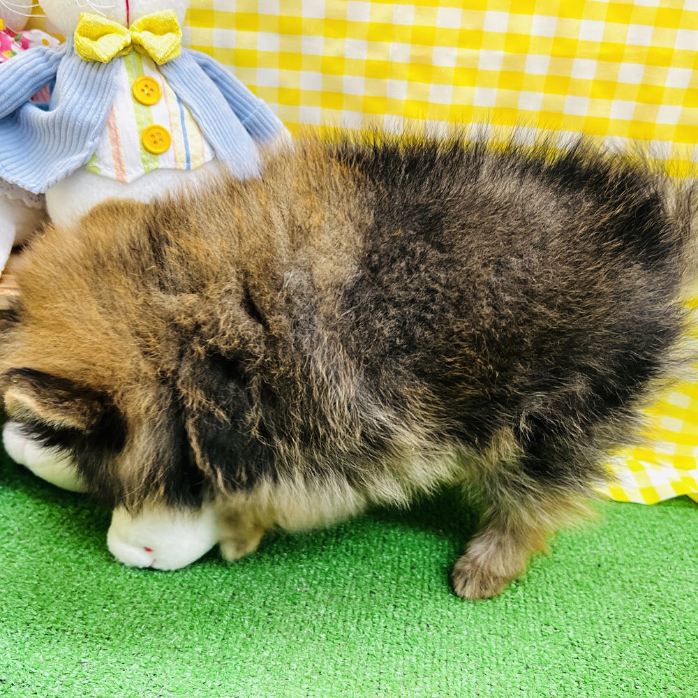 愛知県のポメラニアン (犬の家＆猫の里名古屋天白店/2026年4月12日生まれ/男の子/オレンジセーブル)の子犬の4枚目の画像