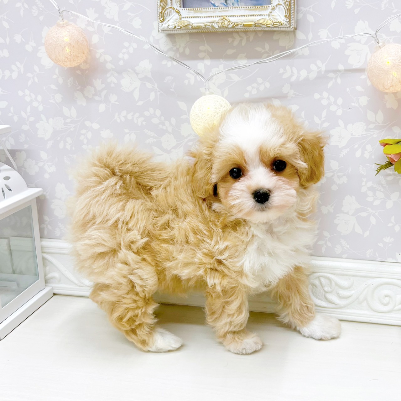 富山県のマルプー(マルチーズ×プードル) (犬の家＆猫の里アミーゴ山室店/2026年4月11日生まれ/女の子/クリームホワイト)の子犬の4枚目の画像