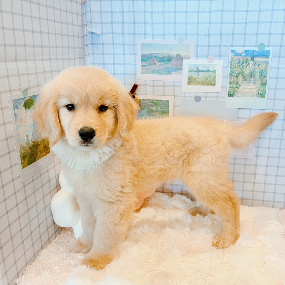 福井県のゴールデンレトリバー (犬の家＆猫の里福井店/2026年4月10日生まれ/女の子/ゴールデン)の子犬の4枚目の画像