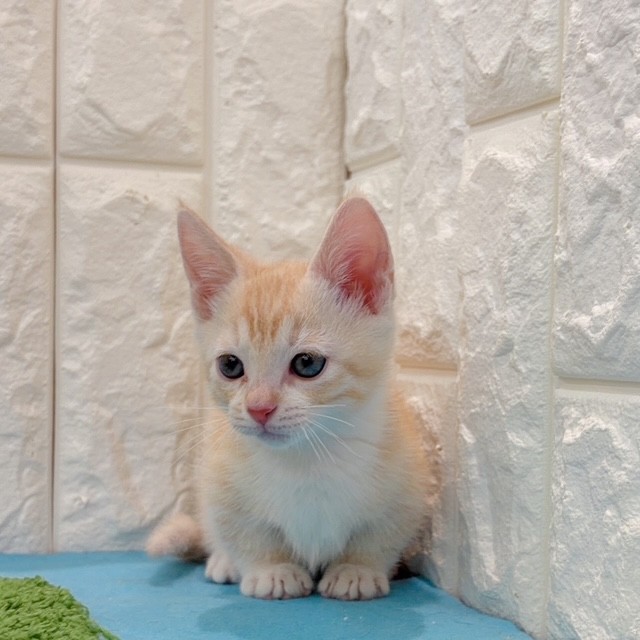 岡山県のマンチカン (犬の家＆猫の里倉敷店/2026年4月12日生まれ/男の子/レッドマッカレルタビーホワイト)の子猫の4枚目の画像