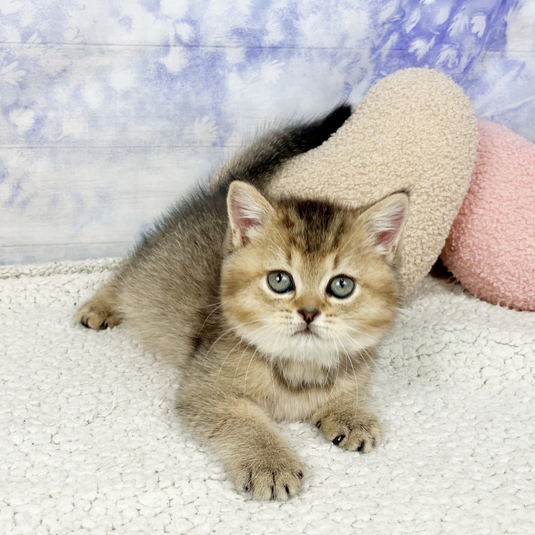 兵庫県のブリティッシュショートヘアー (犬の家＆猫の里川西店/2026年4月11日生まれ/女の子/シェーデットゴールデン)の子猫の4枚目の画像