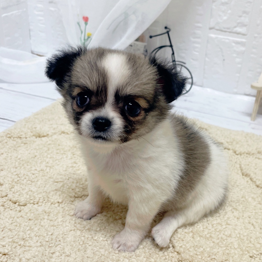 岡山県のチワワ(ロング) (犬の家＆猫の里岡山店/2026年4月12日生まれ/女の子/フォーンホワイト)の子犬の4枚目の画像
