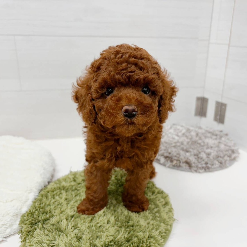石川県のトイプードル(トイ) (犬の家＆猫の里アミーゴ金沢おこばた店/2026年4月11日生まれ/女の子/レッド)の子犬の4枚目の画像