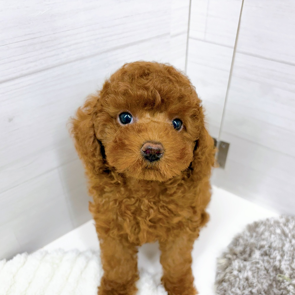 石川県のトイプードル(トイ) (犬の家＆猫の里アミーゴ金沢おこばた店/2026年4月11日生まれ/女の子/レッド)の子犬の4枚目の画像