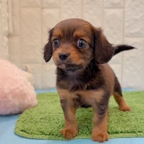 岡山県のチワックス(チワワ×ダックス) (犬の家＆猫の里倉敷店/2026年4月11日生まれ/女の子/レッド)の子犬の4枚目の画像
